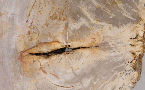 Coffee table petrified wood 53266