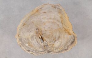 Coffee table petrified wood 53267