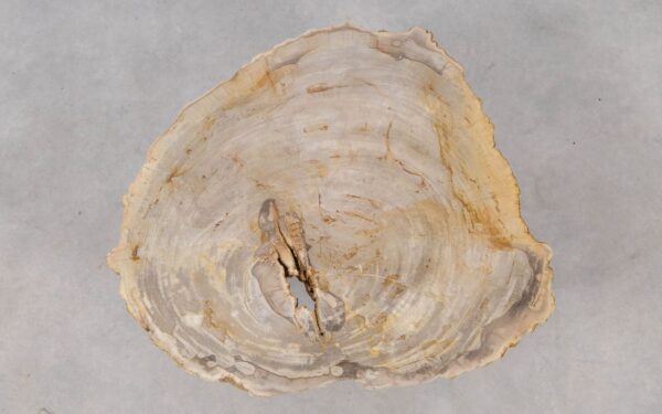 Coffee table petrified wood 53267