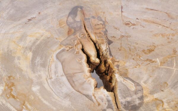 Coffee table petrified wood 53267