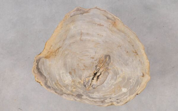 Coffee table petrified wood 53268