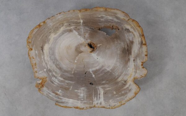 Coffee table petrified wood 53289