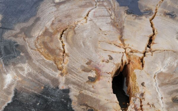 Coffee table petrified wood 53300