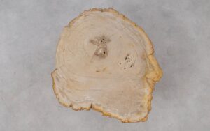 Coffee table petrified wood 53303
