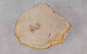 Coffee table petrified wood 53304