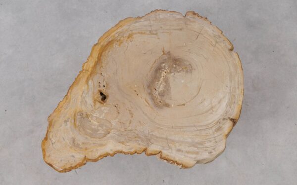 Coffee table petrified wood 53309