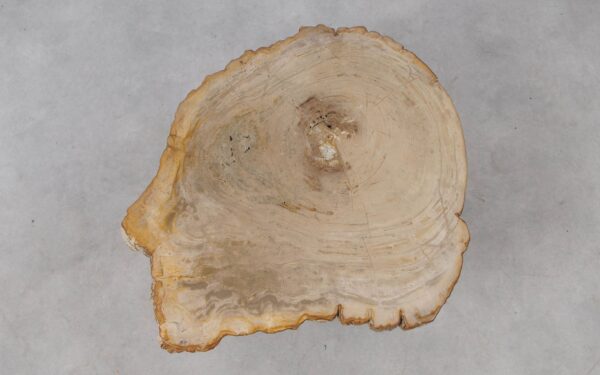 Coffee table petrified wood 53310