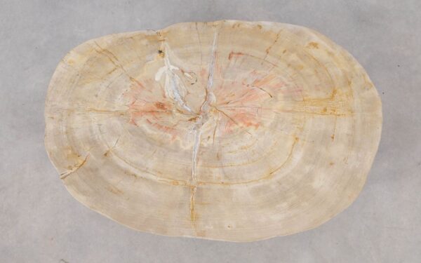 Coffee table petrified wood 53317