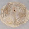 Coffee table petrified wood 53320