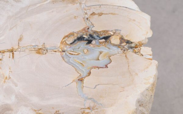 Coffee table petrified wood 53332