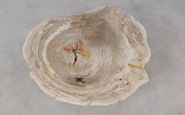 Coffee table petrified wood 53333