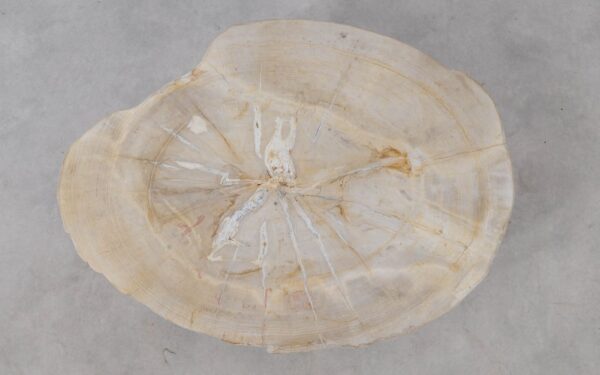 Coffee table petrified wood 53456