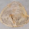 Couchtisch versteinertes Holz 53266