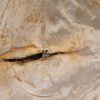 Couchtisch versteinertes Holz 53266