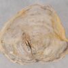 Couchtisch versteinertes Holz 53267