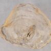 Couchtisch versteinertes Holz 53268