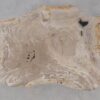 Couchtisch versteinertes Holz 53311