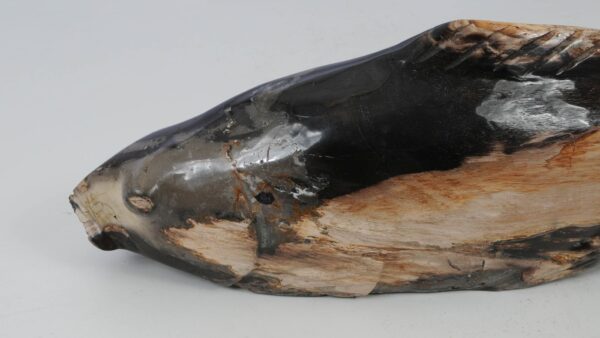 Fish petrified wood 52335