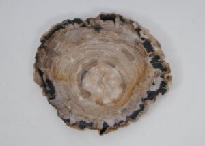 Plate petrified wood 53054