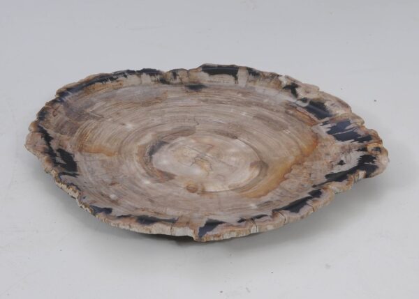 Plate petrified wood 53054