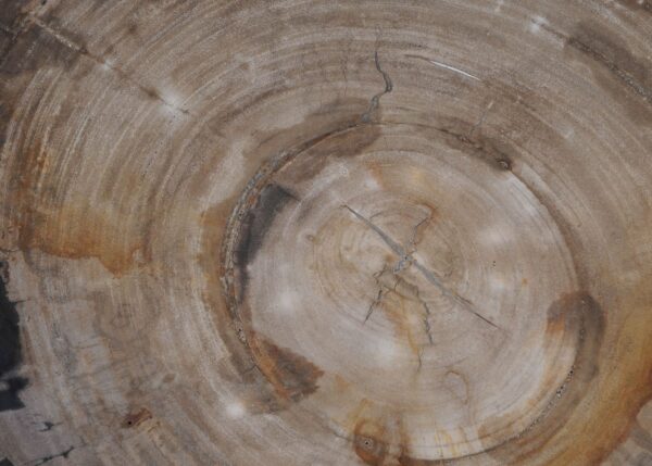 Plate petrified wood 53054