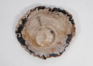 Plate petrified wood 53054a