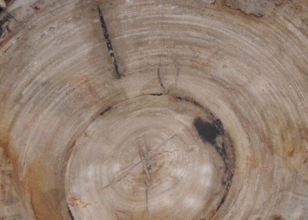 Plate petrified wood 53054a