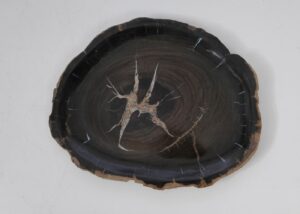 Plate petrified wood 53056