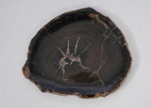 Plate petrified wood 53057