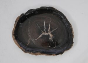 Plate petrified wood 53059