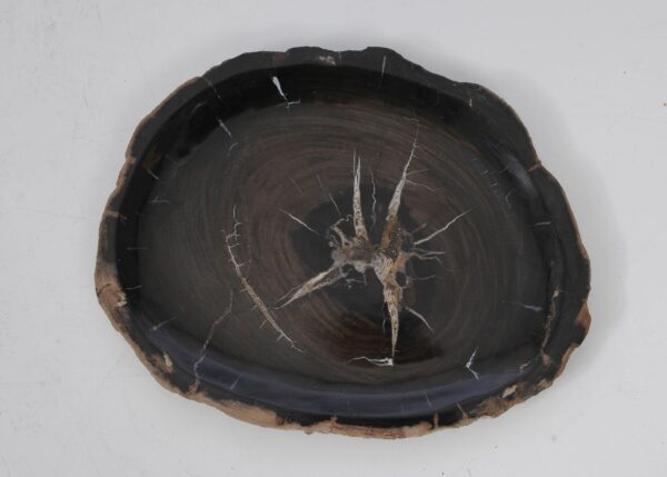 Plate petrified wood 53060