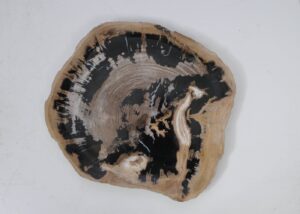 Plate petrified wood 53062a
