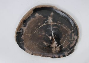 Plate petrified wood 53063