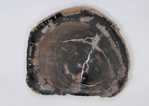 Plate petrified wood 53064