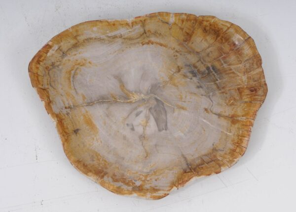 Plate petrified wood 53066