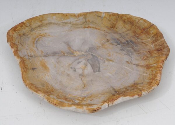 Plate petrified wood 53066