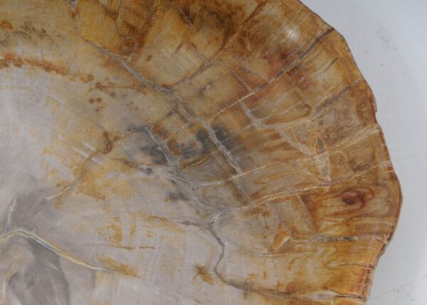 Plate petrified wood 53066