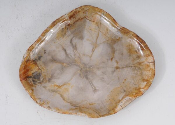 Plate petrified wood 53067