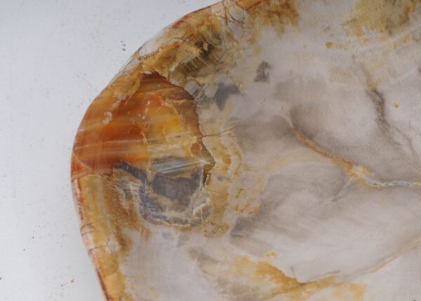 Plate petrified wood 53067