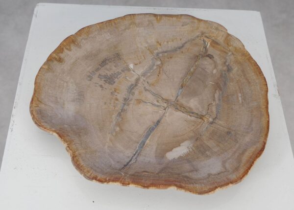 Plate petrified wood 53068