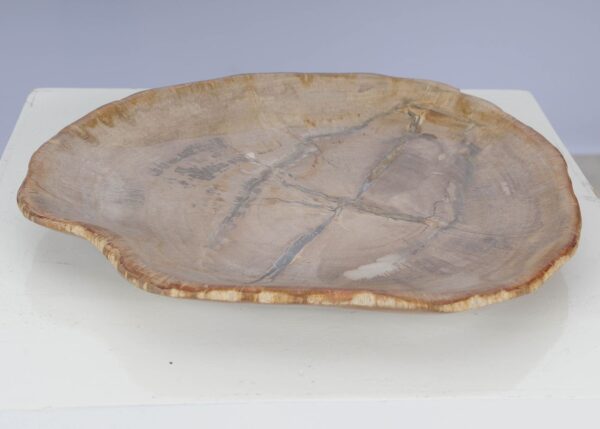 Plate petrified wood 53068