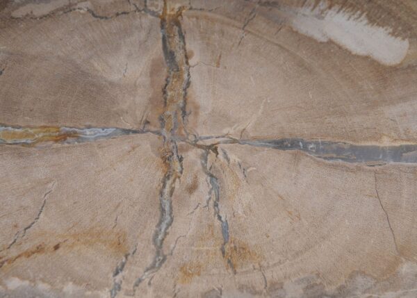 Plate petrified wood 53068