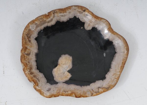 Plate petrified wood 53070