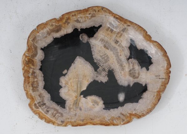 Plate petrified wood 53071