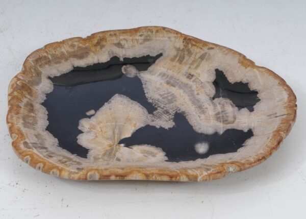 Plate petrified wood 53071