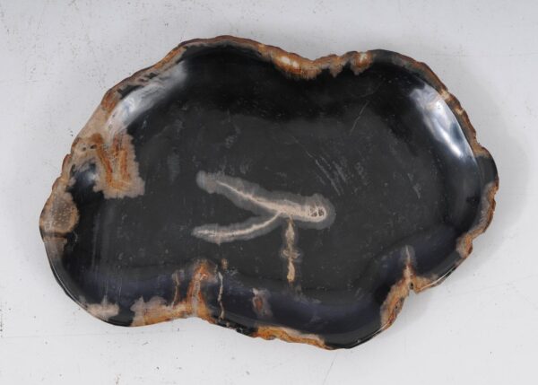 Plate petrified wood 53073