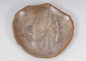 Plate petrified wood 53481