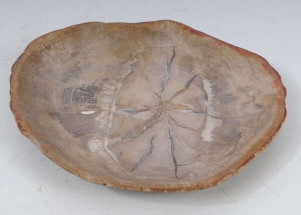 Plate petrified wood 53481