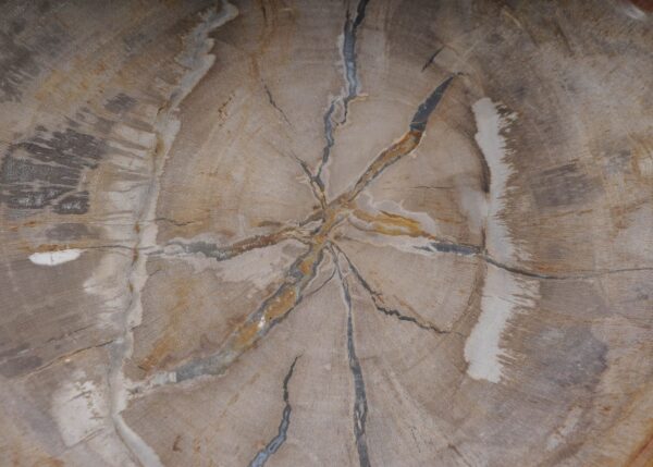 Plate petrified wood 53481