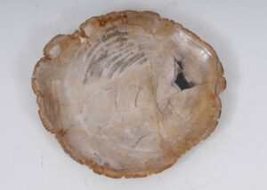 Plate petrified wood 53482